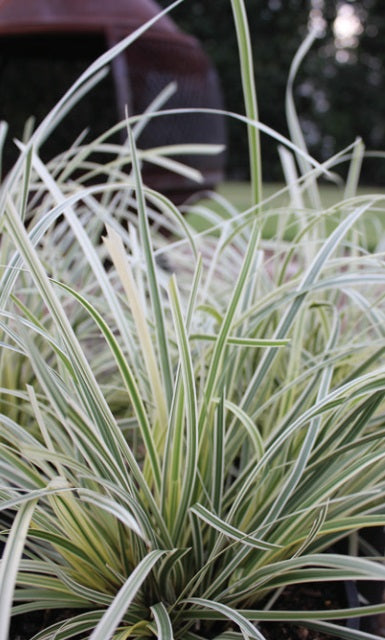 Lomandra longifolia - GREAT WHITE™ - Variegated Spiny-Head Mat-Rush 'MURU' PBR