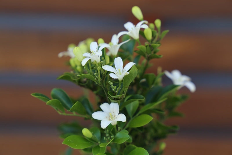 Murraya paniculata - SWEET PRIVACY™ - Orange Jessamine 'MP01' PBR