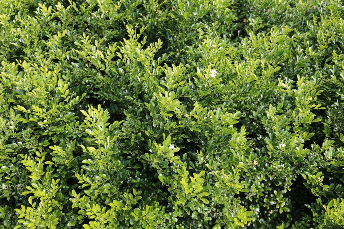 Murraya paniculata - SWEET PRIVACY™ - Orange Jessamine 'MP01' PBR