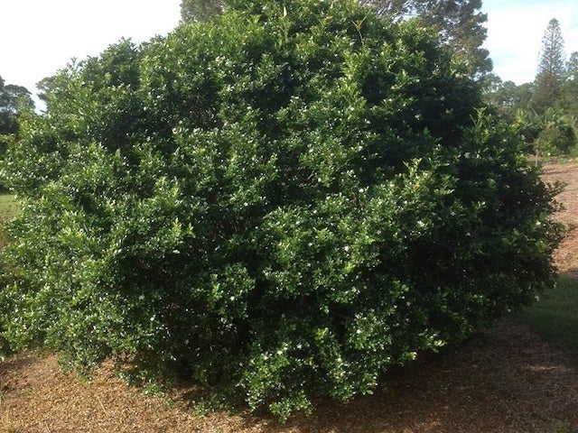 Murraya paniculata - SWEET PRIVACY™ - Orange Jessamine 'MP01' PBR