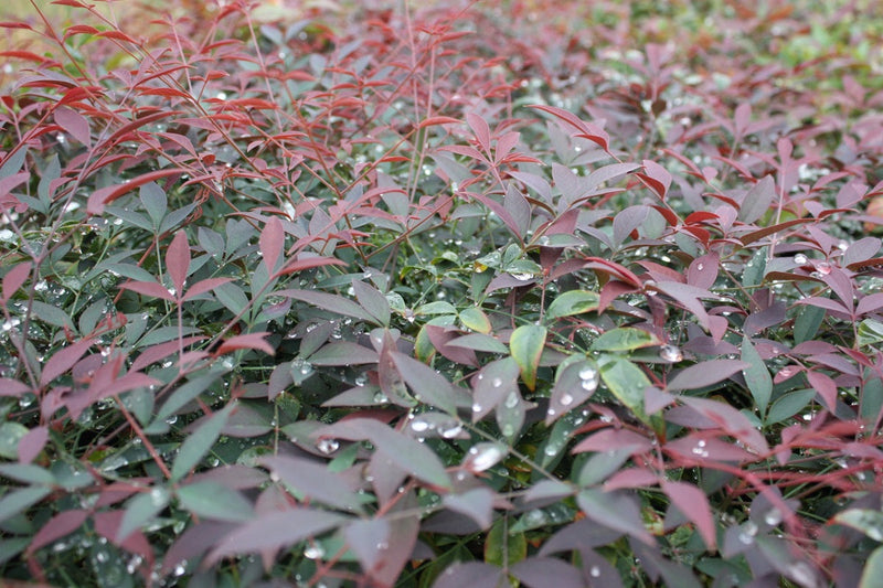 Nandina domestica - FLIRT™ - Sacred Bamboo 'MURASAKI' PBR