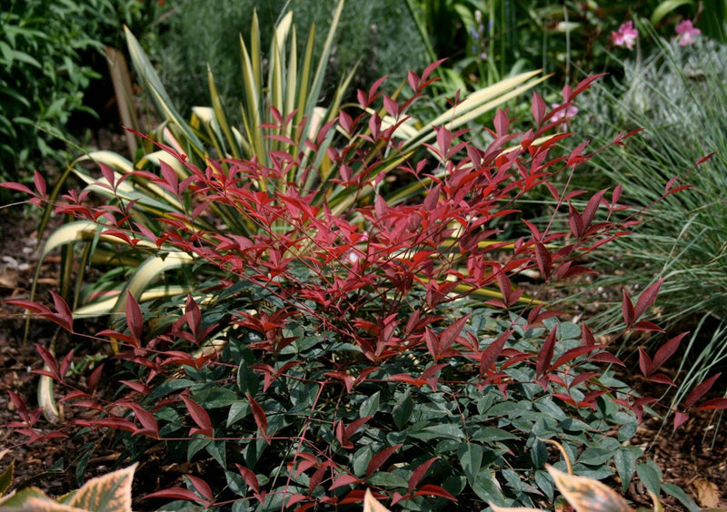 Nandina domestica - FLIRT™ - Sacred Bamboo 'MURASAKI' PBR