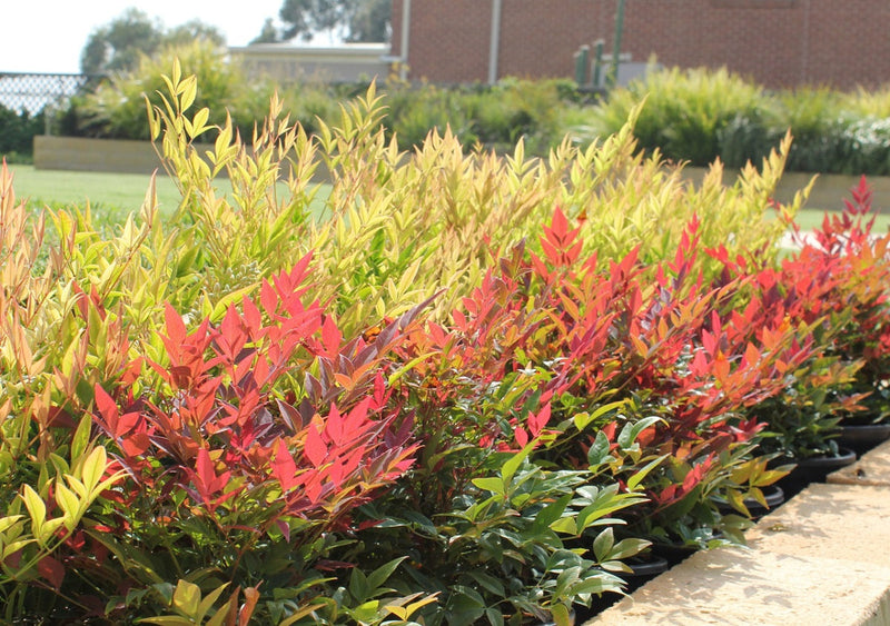 Nandina domestica - OBSESSION™ - Sacred Bamboo 'SEIKA' PBR