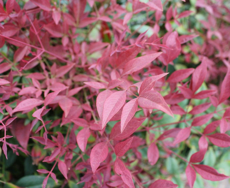 Nandina domestica - OBSESSION™ - Sacred Bamboo 'SEIKA' PBR