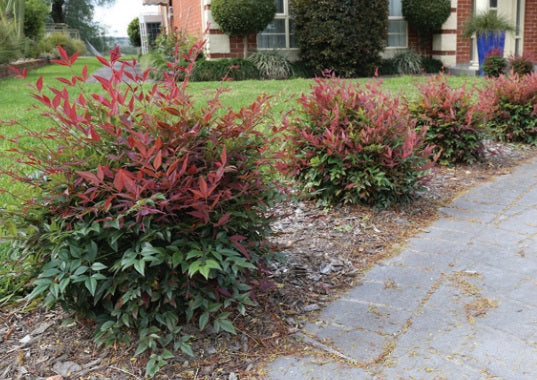 Nandina domestica - OBSESSION™ - Sacred Bamboo 'SEIKA' PBR