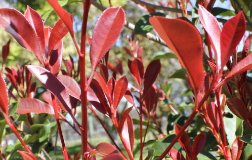 Photinia x fraseri - THIN RED™ - Red Tip Photinia 'NP01' PBR