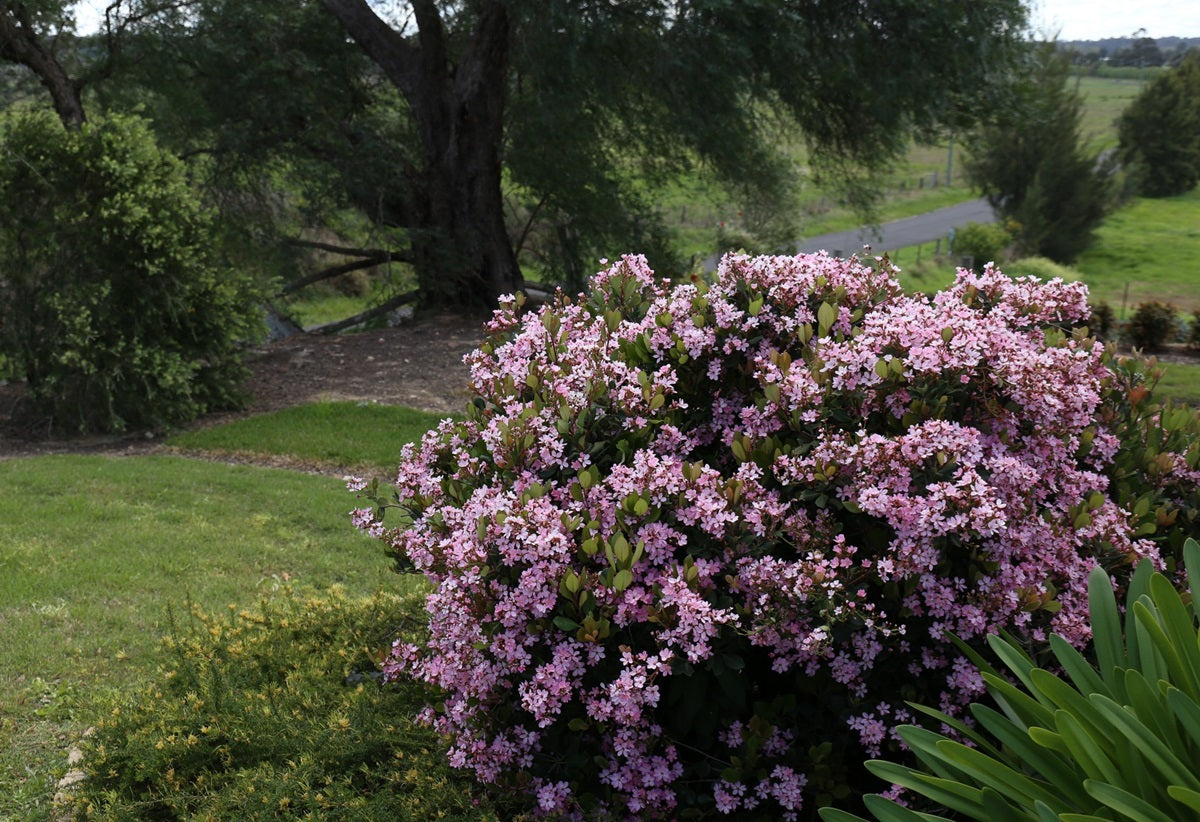 Rhaphiolepis indica - COSMIC PINK™ - Pink Indian Hawthorn 'RAPH02' PBR