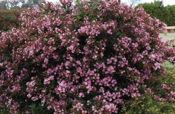 Rhaphiolepis indica - COSMIC PINK™ - Pink Indian Hawthorn 'RAPH02' PBR