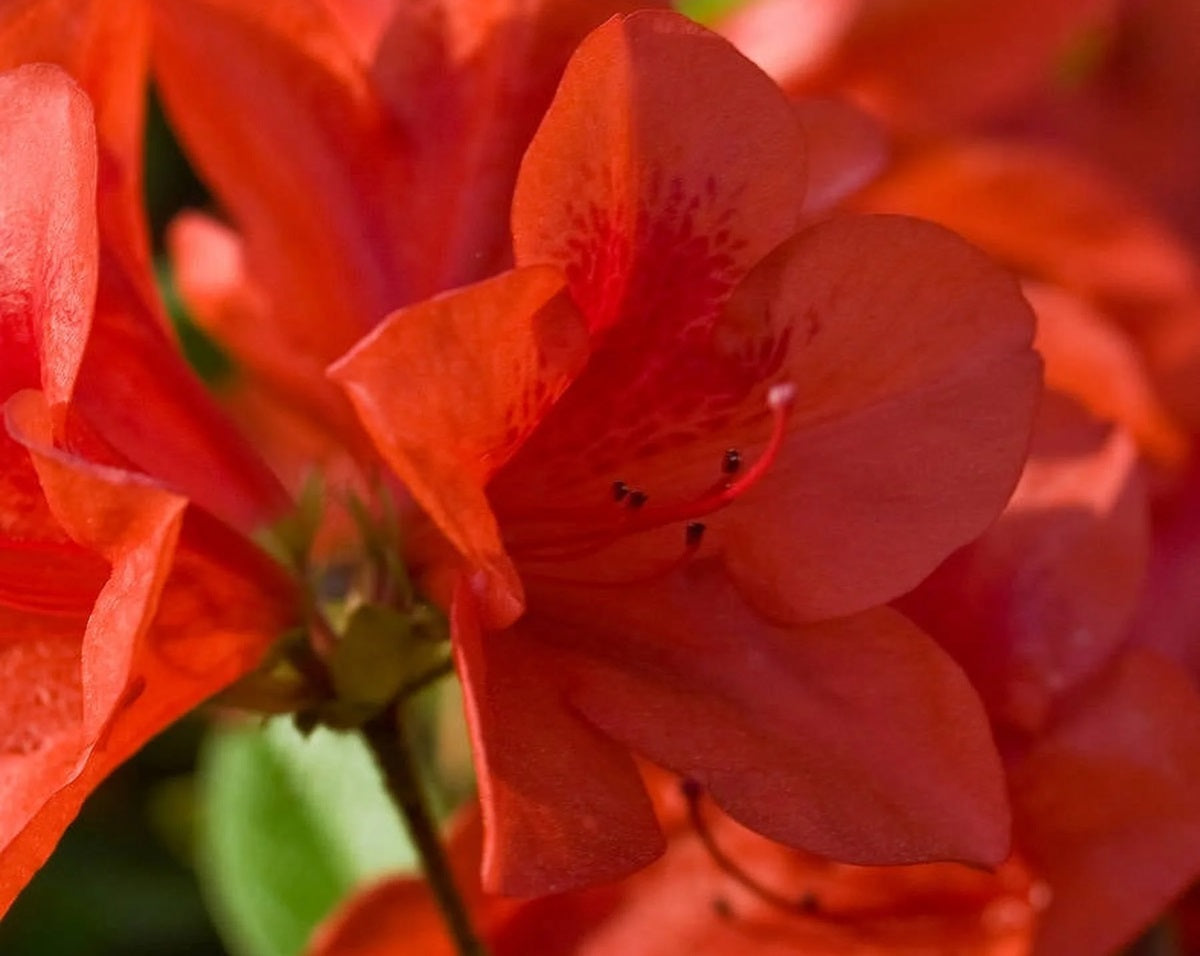 Rhododendron - AUTUMN BRAVO™ - Azalea 'CONLEN' PBR