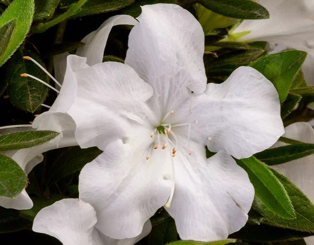 Rhododendron - AUTUMN IVORY™ - Azalea 'ROBLEV' PBR