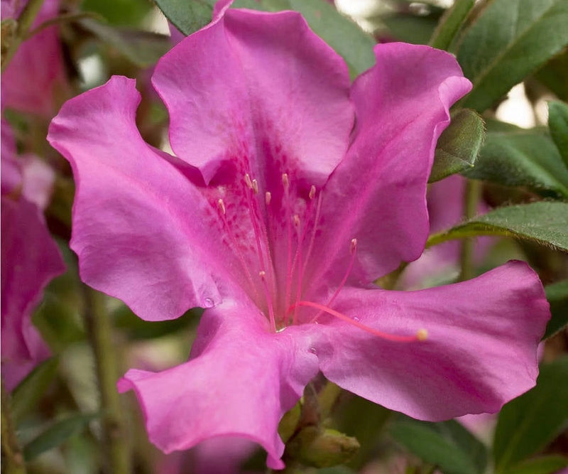 Rhododendron - AUTUMN ROYALTY™ - Azalea 'CONLEC' PBR