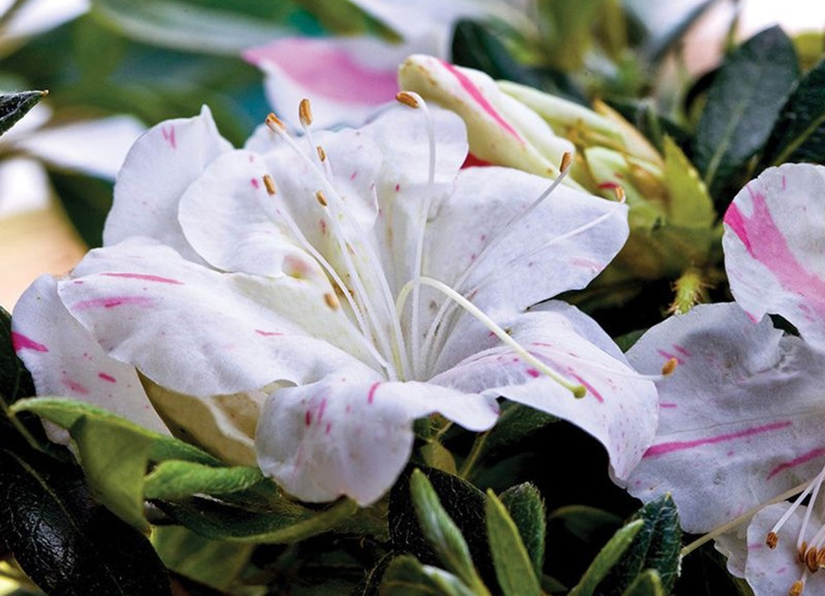 Rhododendron - AUTUMN STARLITE™ - Azalea