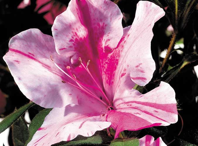 Rhododendron - AUTUMN TWIST™ - Azalea 'CONLEP' PBR