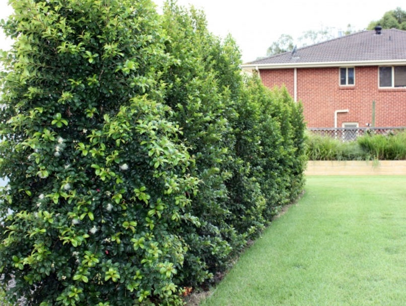 Syzygium australe - PINNACLE™ - Lilly Pilly 'AATS' PBR