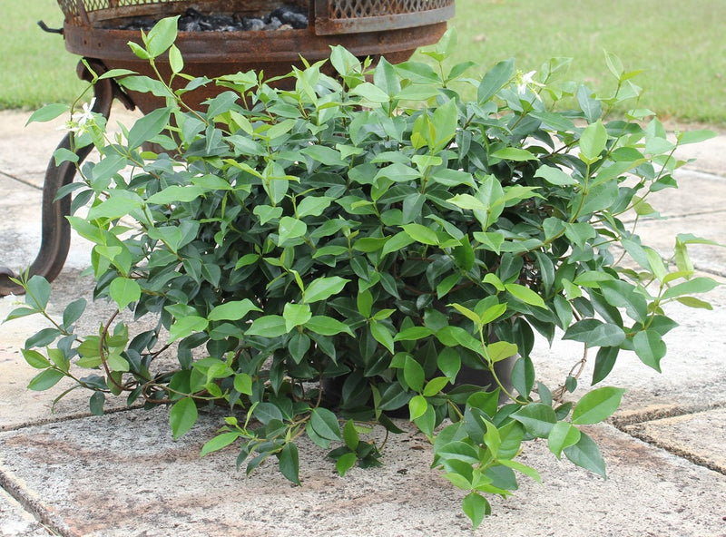 Trachelospermum asiaticum - FLAT MAT™ - Asiatic Jasmine 'FT01' PBR