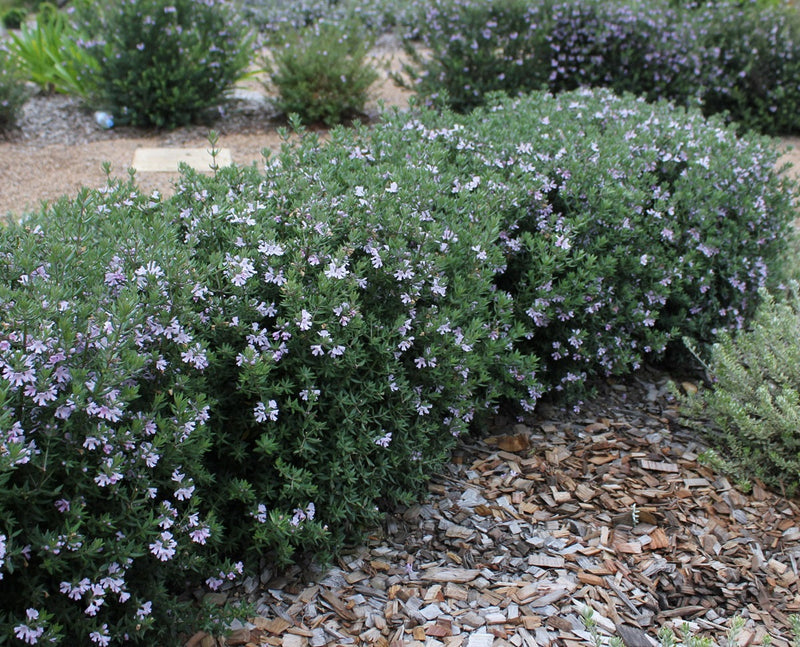 Westringia fruticosa x glabra - OZBREED AUSSIE BOX® - Coastal Rosemary 'WES08' PBR