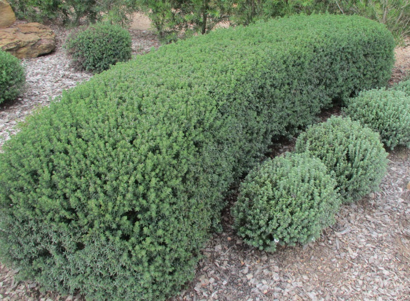 Westringia fruticosa x glabra - OZBREED AUSSIE BOX® - Coastal Rosemary 'WES08' PBR