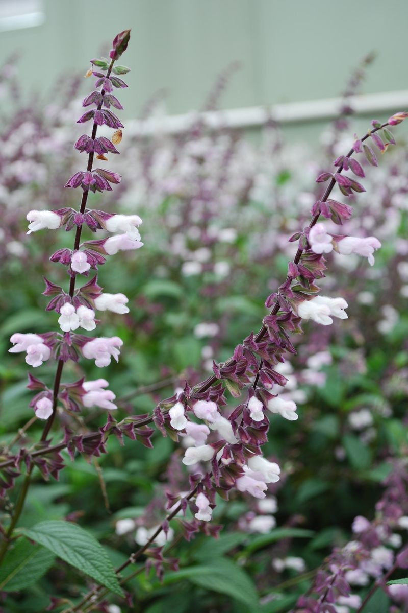 Salvia - WAVERLY - Sage