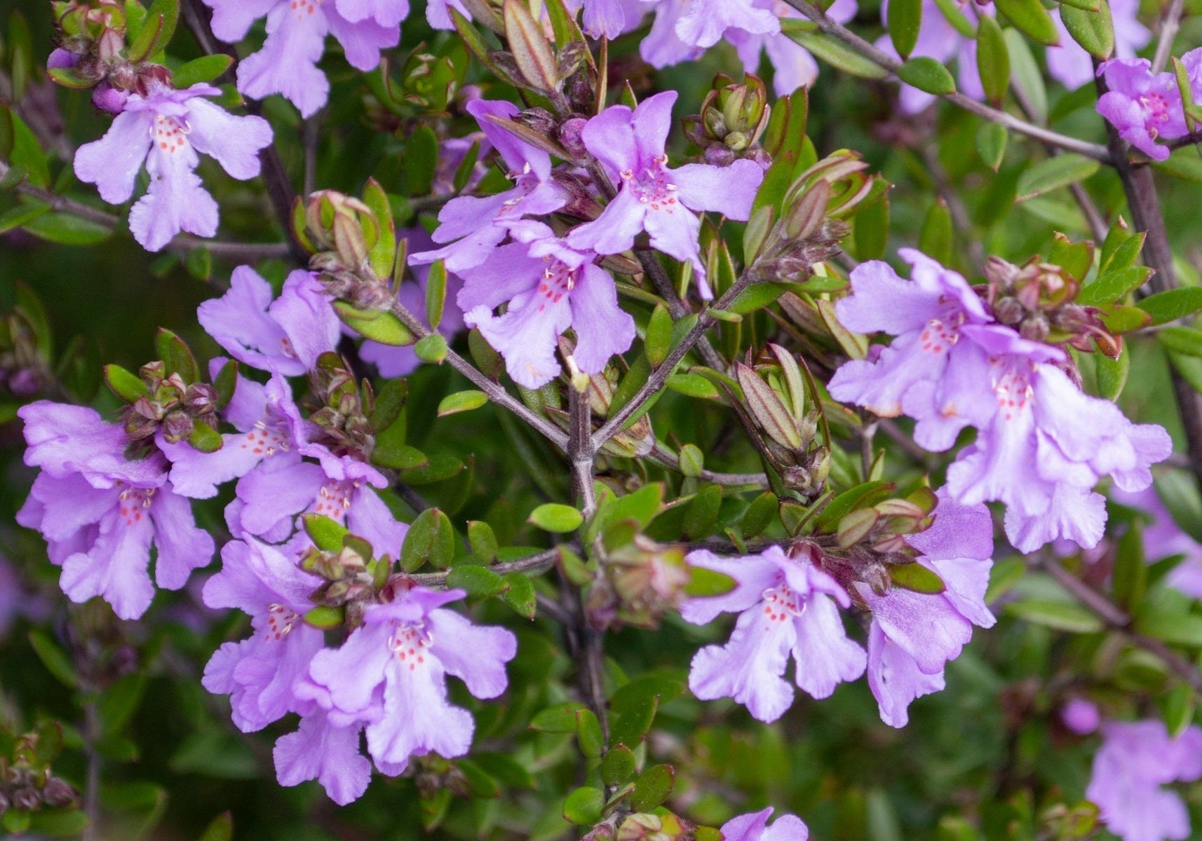 Westringia - SMOKE SCREEN PURPLE - Coastal Rosemary