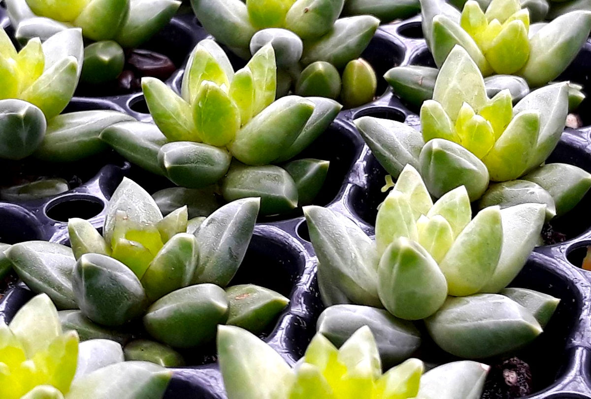 Pachyphytum compactum - CHISELED STONES - Little Jewel