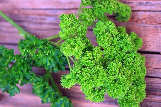 Parsley Curly - MOSS CURLED - Petroselinum crispum