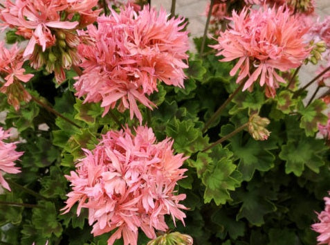 Pelargonium x hybridum - Graffiti® DOUBLE SALMON - Garden Geranium