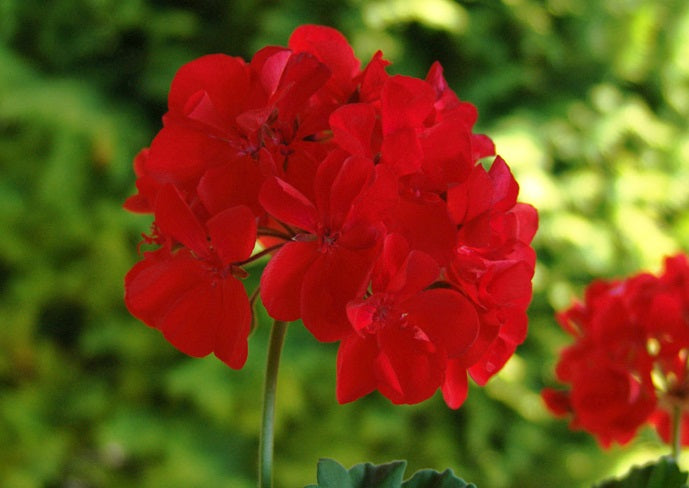 Pelargonium x hybridum - RED - Garden Geranium