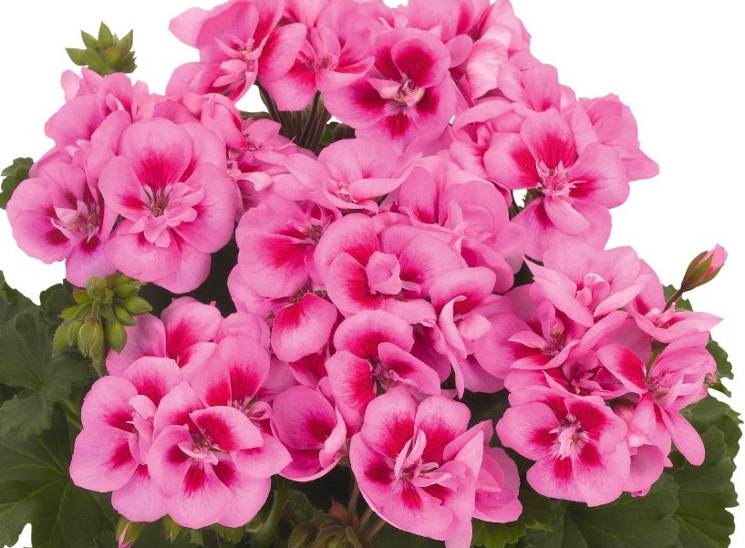 Pelargonium x hybridum - Savannah® PINK MEGA SPLASH - Garden Geranium