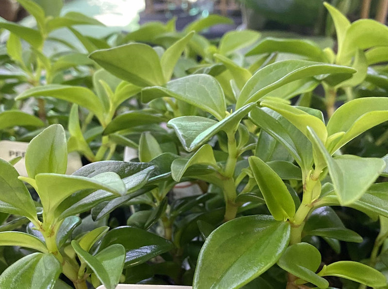 Peperomia trinervula - AMIGO MARCELLO - Radiator Plant