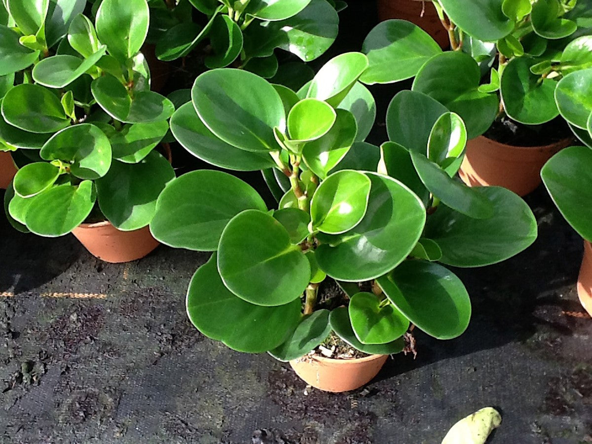 Peperomia obtusifolia - Jade Baby Rubberplant