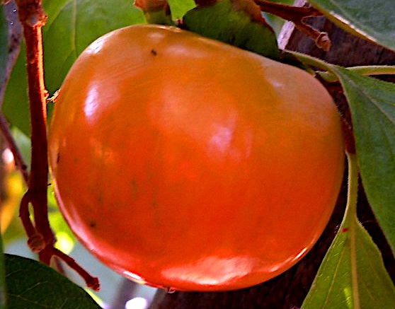 Diospyros kaki - FUYU - Persimmon