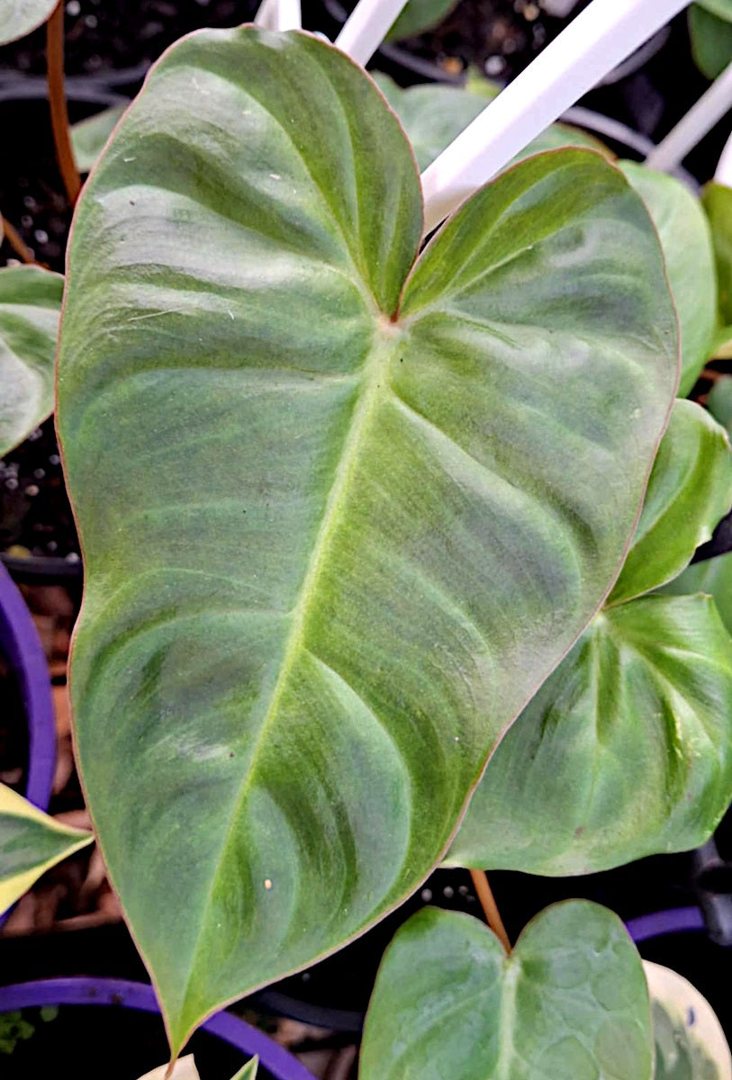 Philodendron billietiae x verrucosum - BILLICOSUM