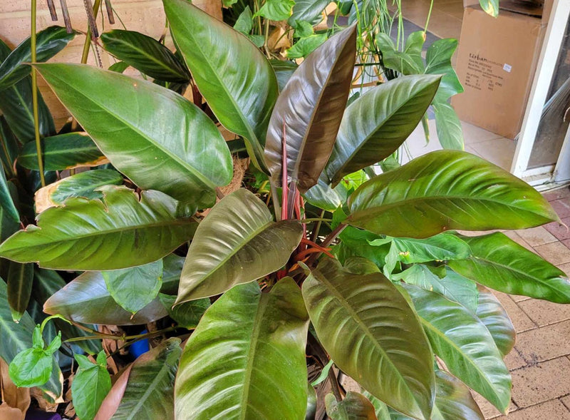 Philodendron - IMPERIAL RED