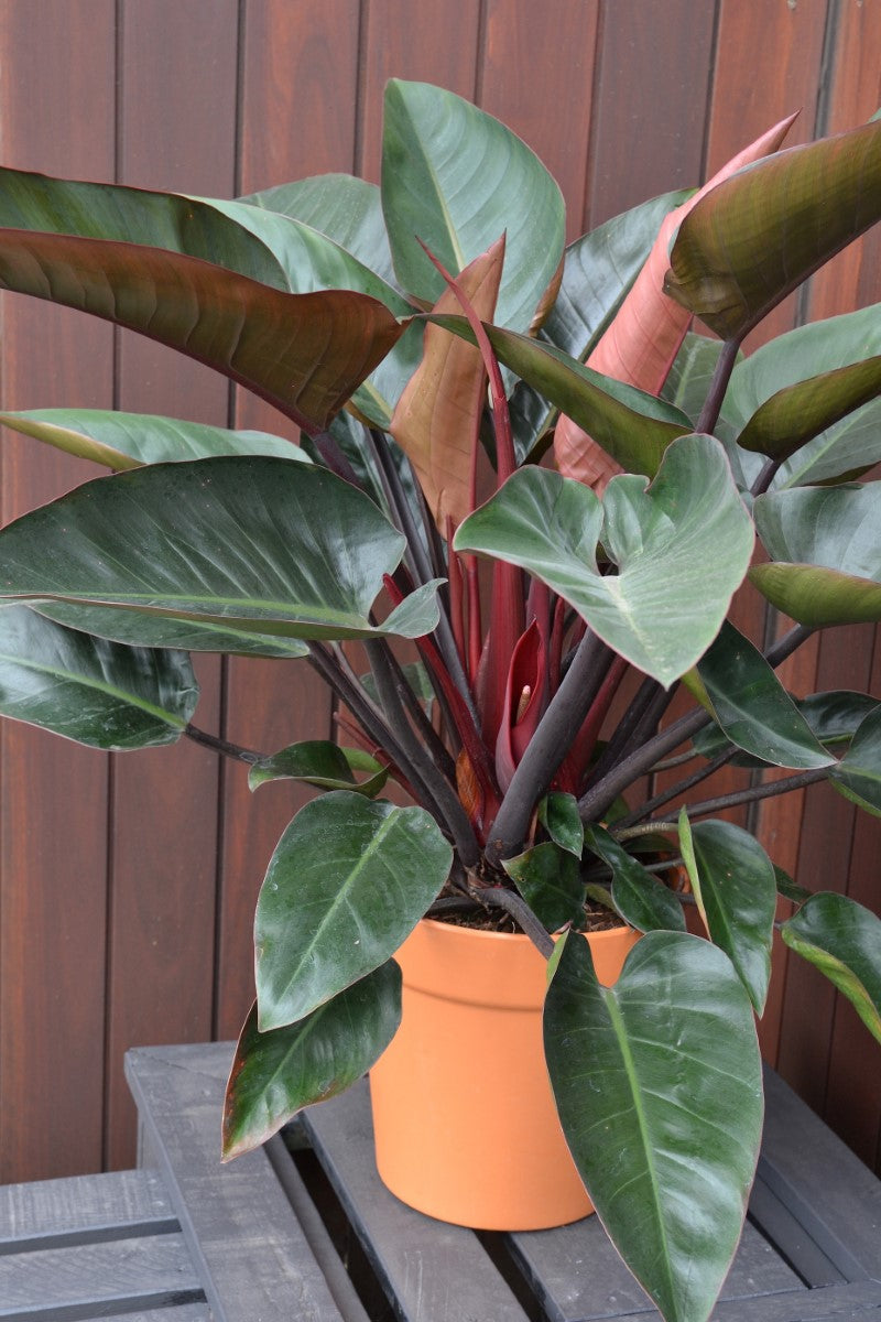 Philodendron - ROJO CONGO