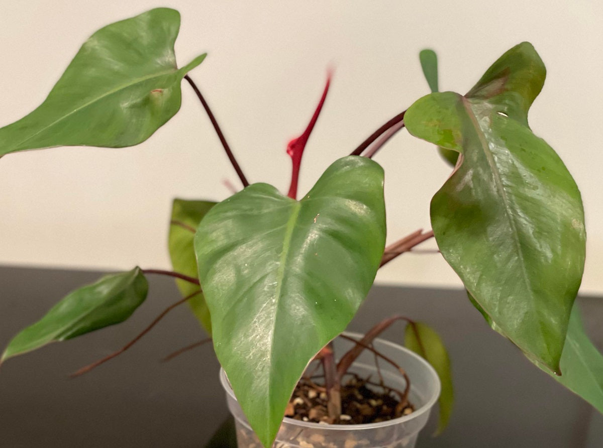 Philodendron Strawberry Shake - REVERTED