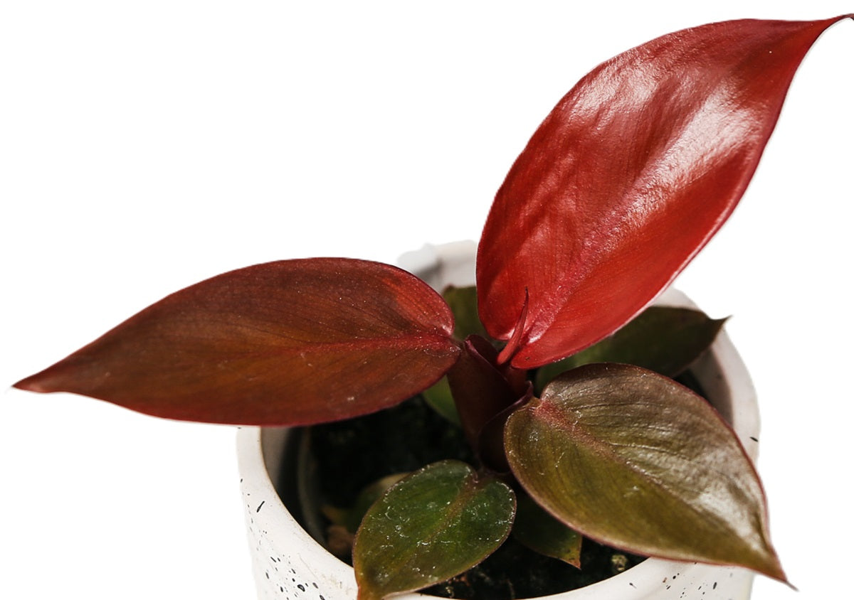 Philodendron - SUN RED