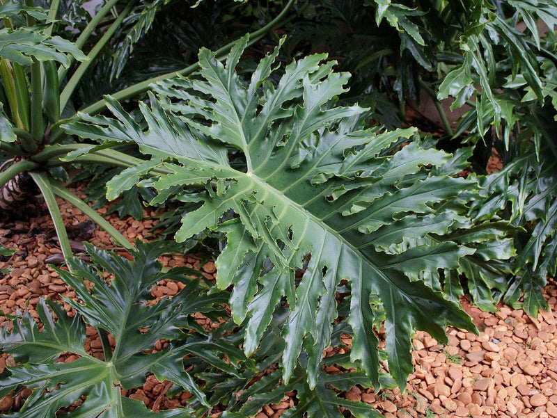 Philodendron bipinnatifidum - Tree Philodendron