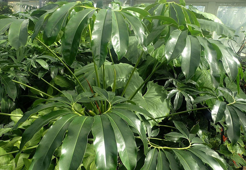 Philodendron goeldii