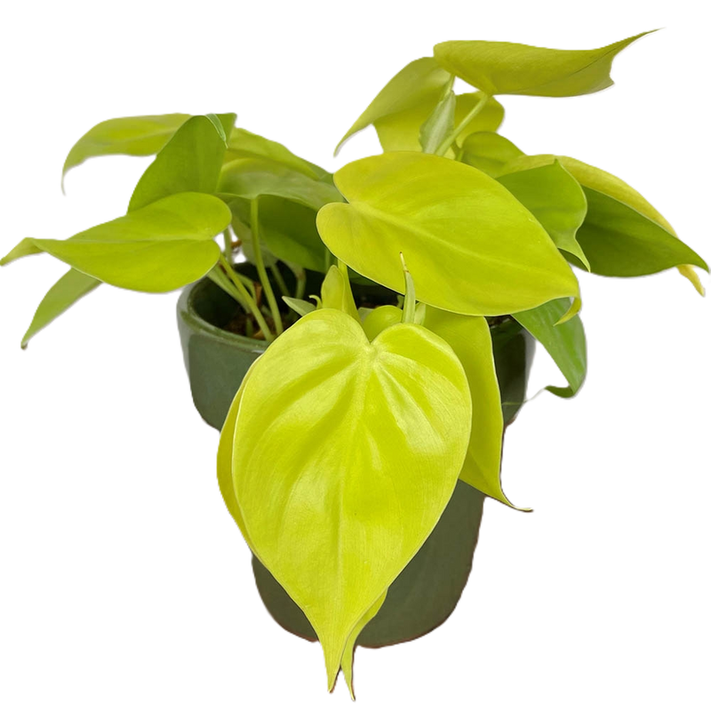 Philodendron hederaceum oxycardium - LEMON LIME - Golden Heart Leaf Philodendron Hanging Basket