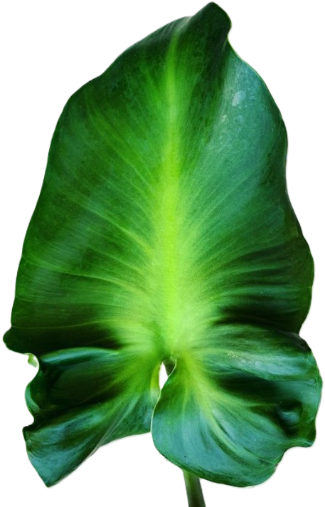 Philodendron rugosum - ABERRANT FORM - Sows Ear