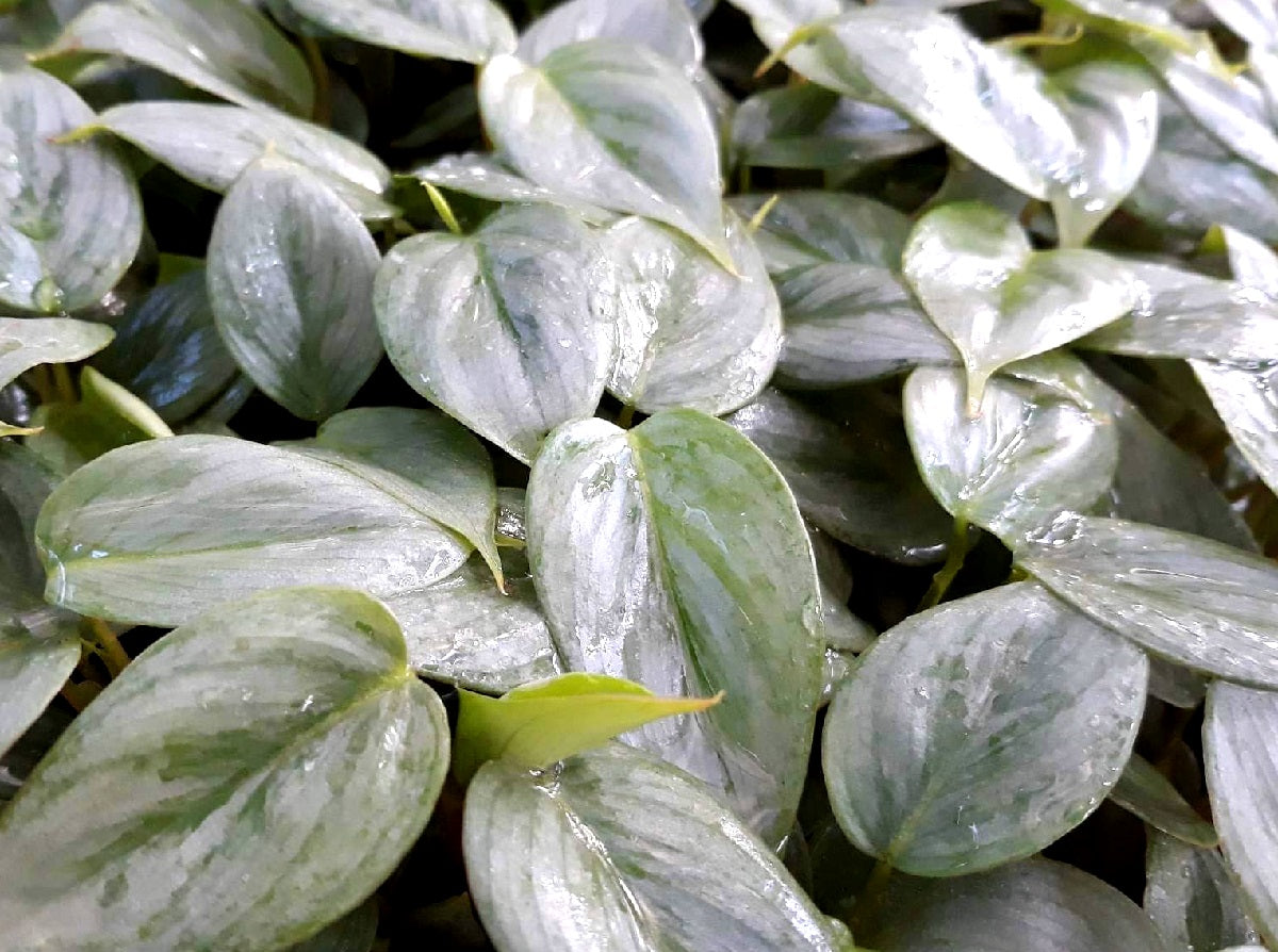 Philodendron sodiroi - Silver Leaf Philodendron