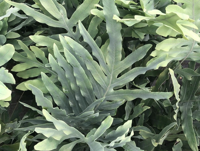 Phlebodium aureum - Blue Star Fern