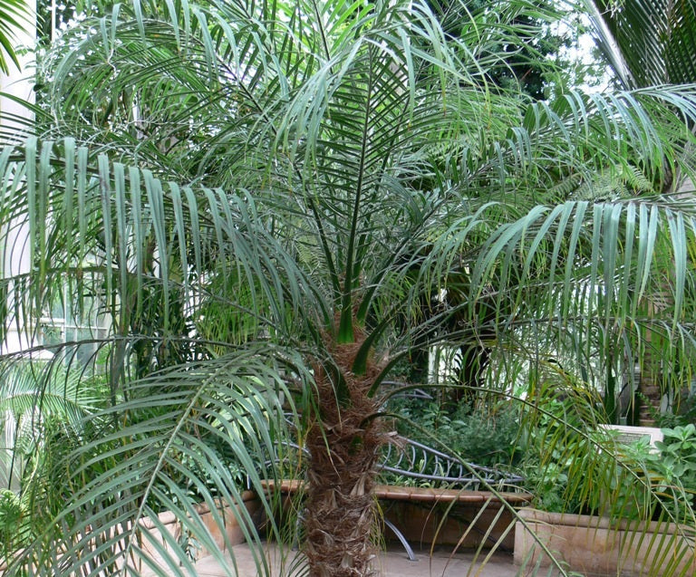 Phoenix roebelenii - Pygmy Date Palm