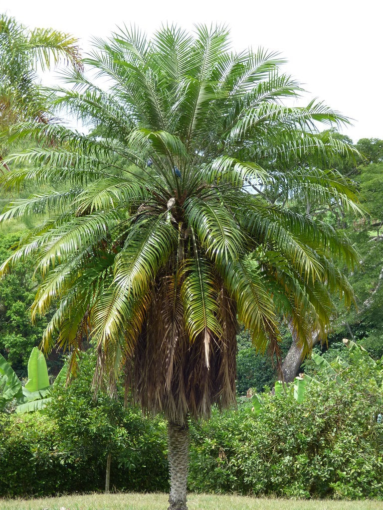 Phoenix roebelenii - Pygmy Date Palm