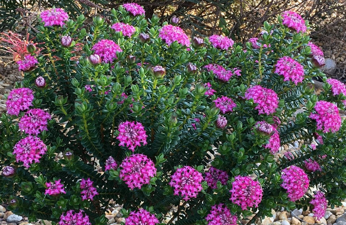 Pimelea ferruginea - BONNE PETITE - Pink Rice Flower