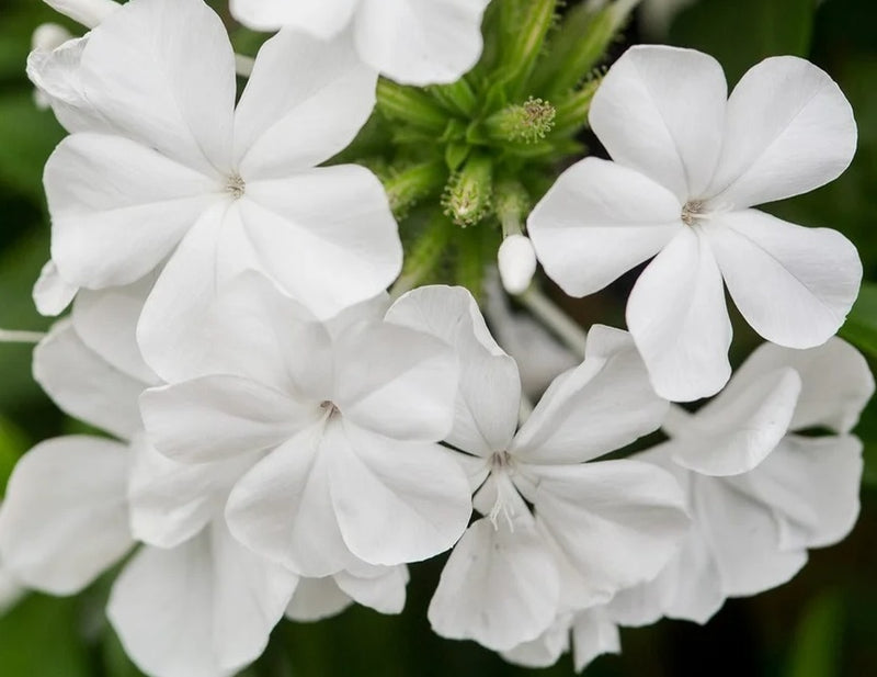 Plumbago auriculata - WHITE - Cape Plumbago