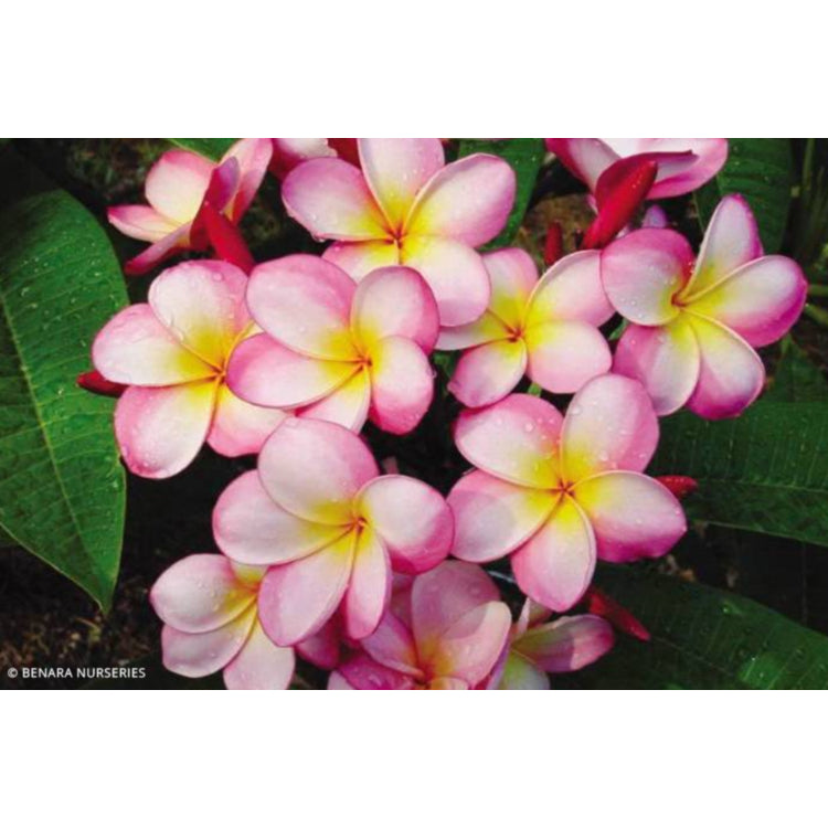 Plumeria rubra - CANDY O - Frangipani