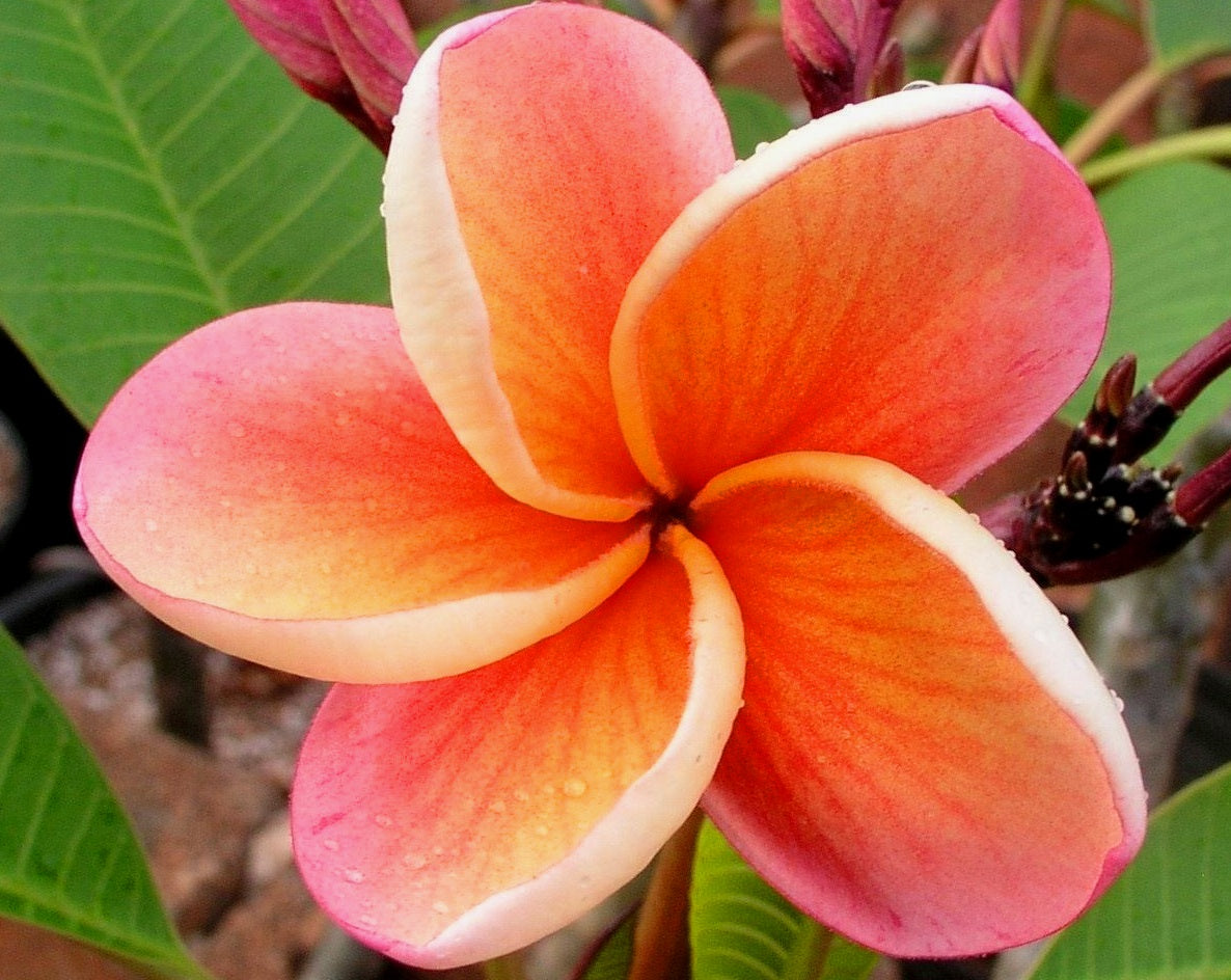 Plumeria rubra - INDIA - Frangipani