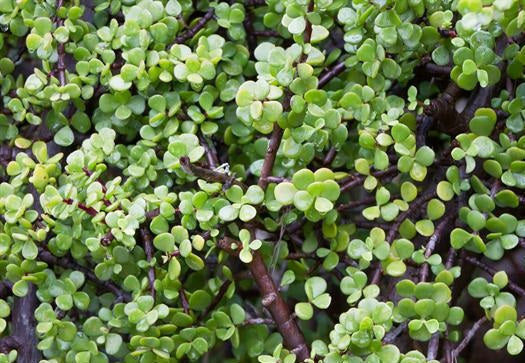 Portulacaria afra - Elephant Bush