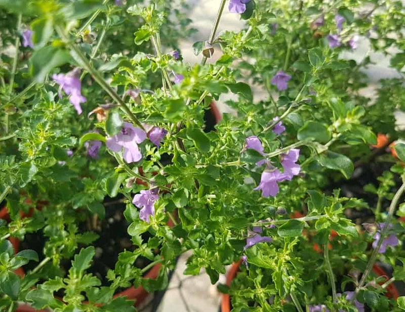 Prostanthera incisa - Native Mint Tucker Bush